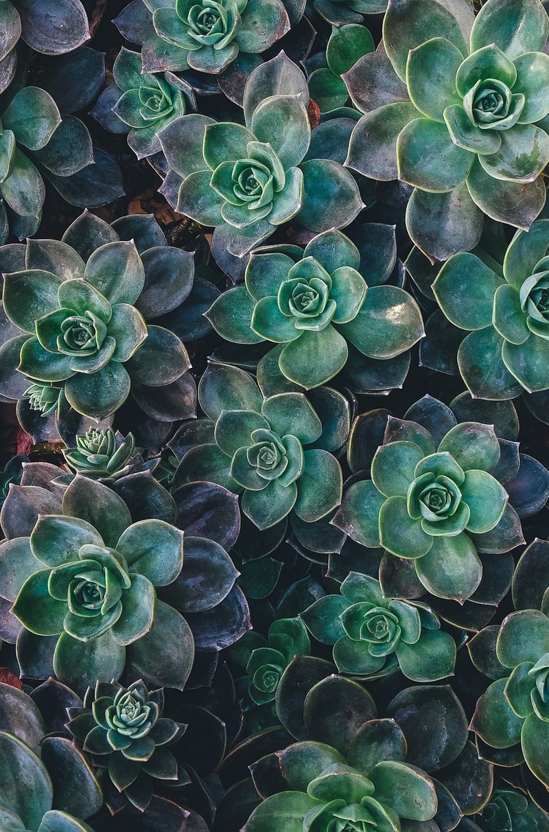 Succulent wall-mounted planters